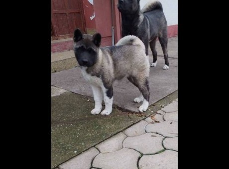 americka akita 01.jpg